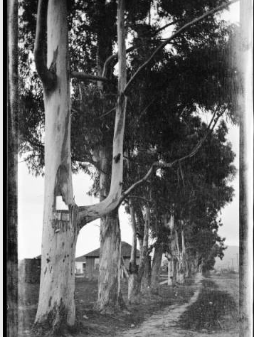 Eucalyptus trees on Gower