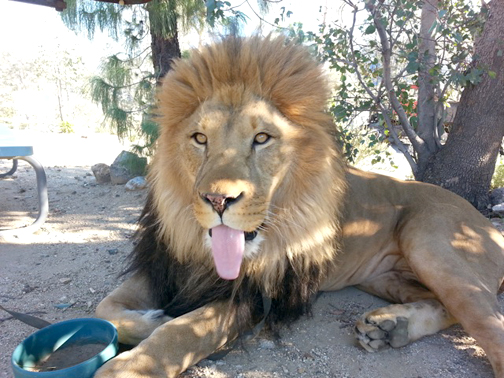 Wildlife Waystation Lion