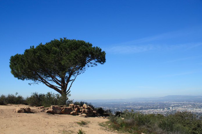 Wisdom Tree at Cahuenga Peak, and the view it overlooks