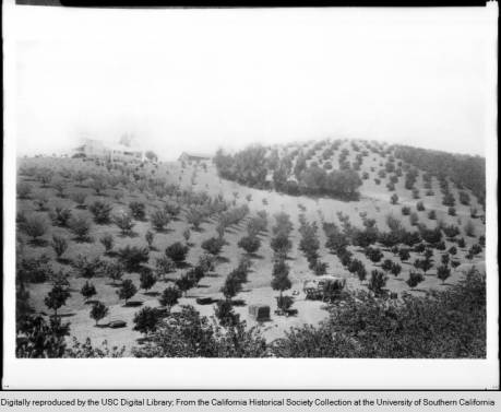 A citrus grove in Beachwood Canyon at Gower and Beachwood Drive, circa 1893
